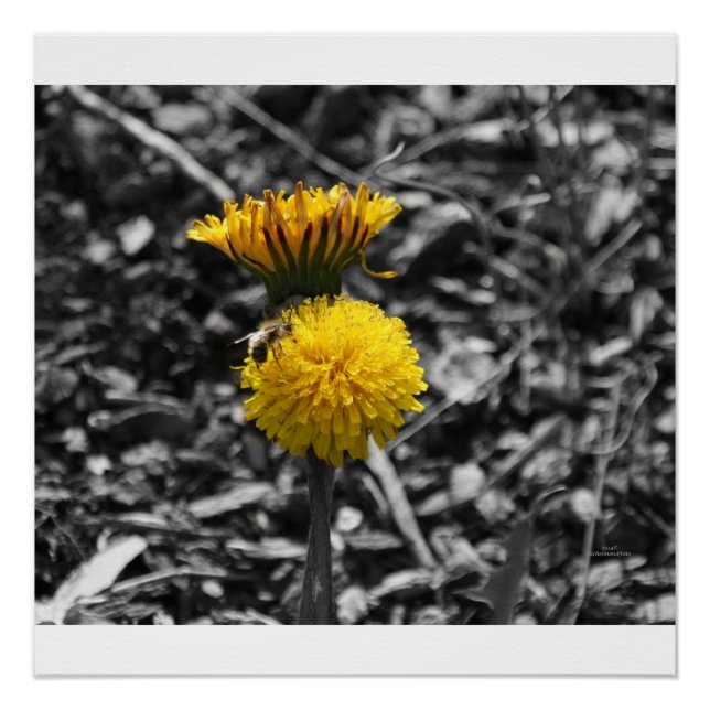 Pôster Polinização adiantada do primavera (Frente)