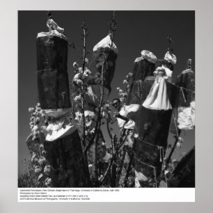 Pôster Polinização Controlada, Pomar de pera, UCD, 1966