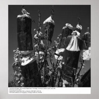 Pôster Polinização Controlada, Pomar de pera, UCD, 1966