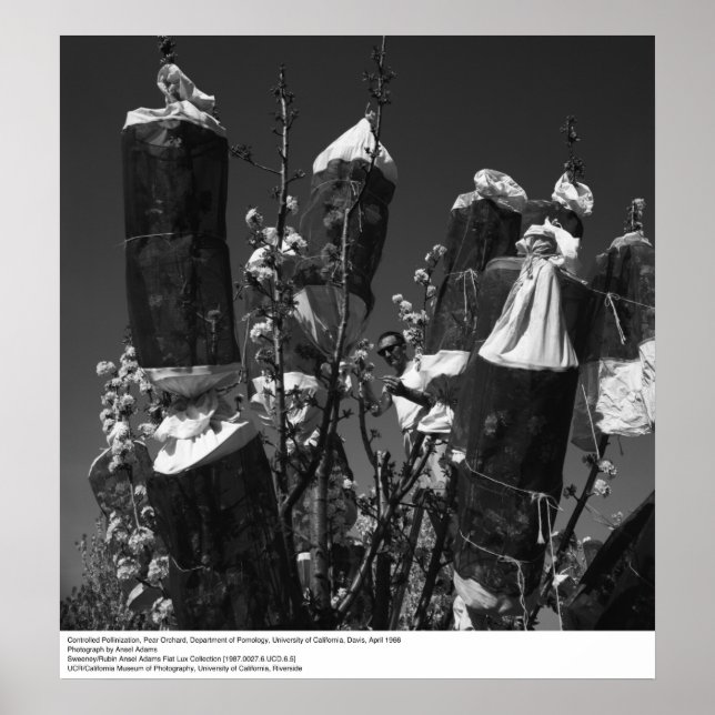 Pôster Polinização Controlada, Pomar de pera, UCD, 1966 (Frente)