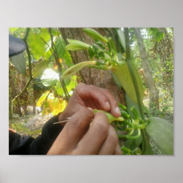 Poster Polinização da Flor de Baunilha