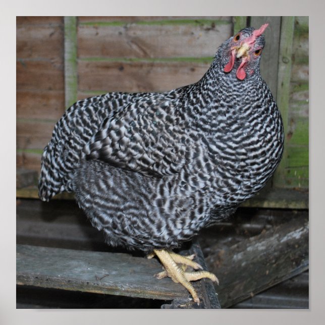 Poster Polly the Plymouth Rock (Frente)