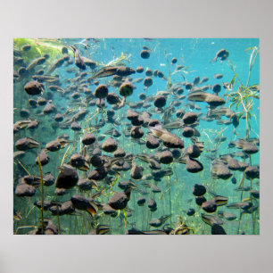 Poster Polos de cozinha Econfina Creek