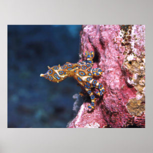 Poster Polvo Anel Azul