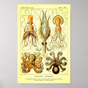 Pôster Polvo de Ernst Haeckel