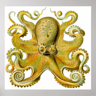 Poster Polvo de Ernst Haeckel do vintage no amarelo