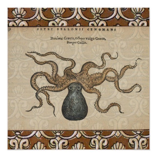 Pôster Polvo Kraken Antigo Marinho Costeiro Vida Selvagem (Frente)