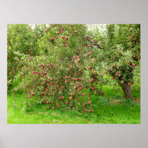Poster Pomar de Apple