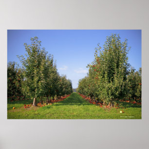 Poster Pomar de Apple