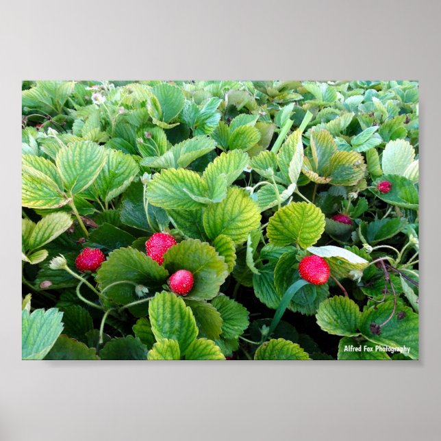 Poster Pomar de Morango (Frente)