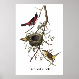 Pôster Pomar Oriole - John James Audubon