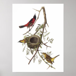 Pôster Pomar Oriole por Audubon