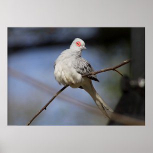 Poster Pomba bonita doce do diamante