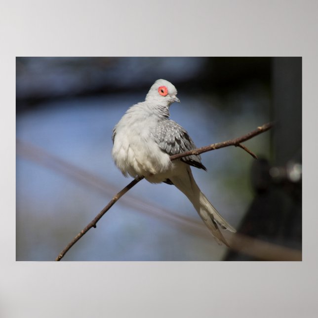 Poster Pomba bonita doce do diamante (Frente)