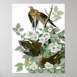 Poster Pomba de lamentação, John James Audubon