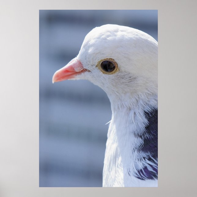 Poster Pombo (Frente)