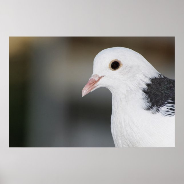 Pôster Pombo (Frente)