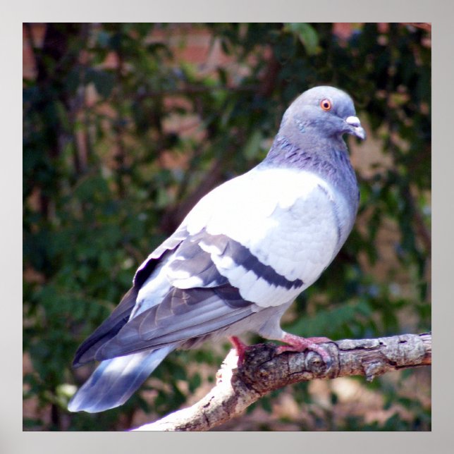 Poster Pombo bonito (Frente)