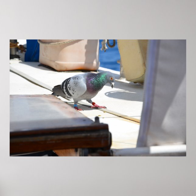 Pôster Pombo de Corrida (Frente)