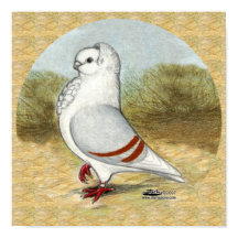 Pombo De Coruja Alemã Na Ronda