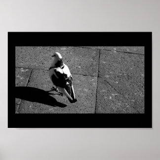 Pôster Pombo em Veneza