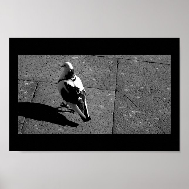 Pôster Pombo em Veneza (Frente)