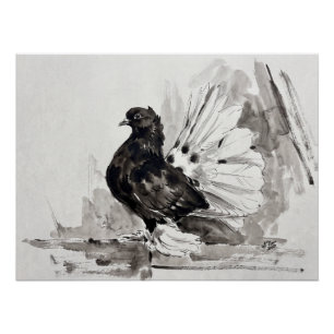 Pôster Pombo Fantail Indiano Eyeliner Galinha
