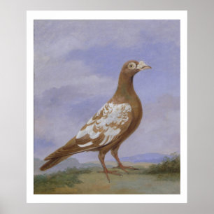 Pôster Pombo (óleo na canvas)