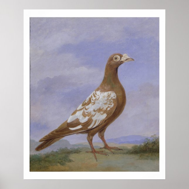 Pôster Pombo (óleo na canvas) (Frente)