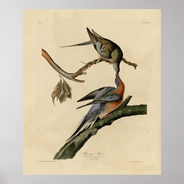 Poster Pombo-passageiro das Aves da América de Audubon (Frente)