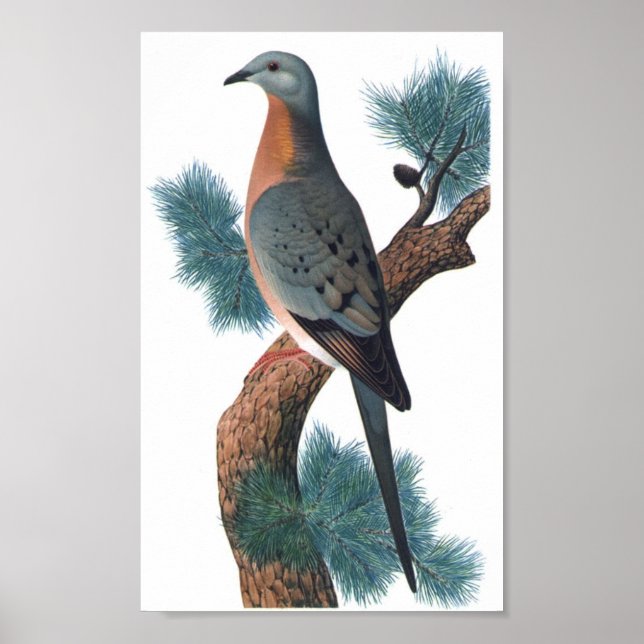 Pôster Pombo-passageiro - Ectopistes migratorius P/folio (Frente)