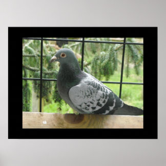 Pôster Pombo Perfeito