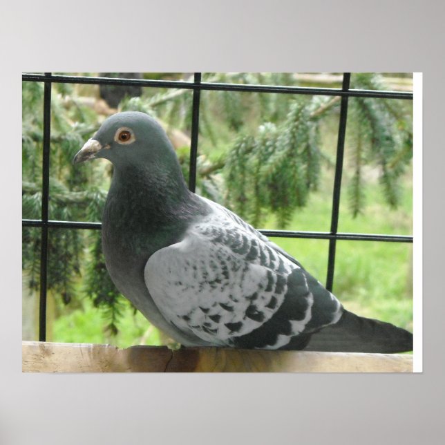 Pôster Pombo Perfeito (Frente)