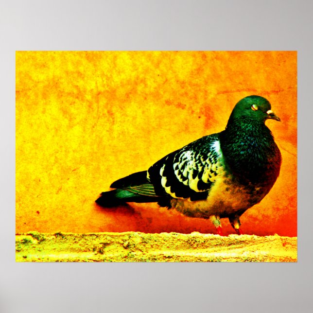 Poster Pombo Sonolento (Frente)