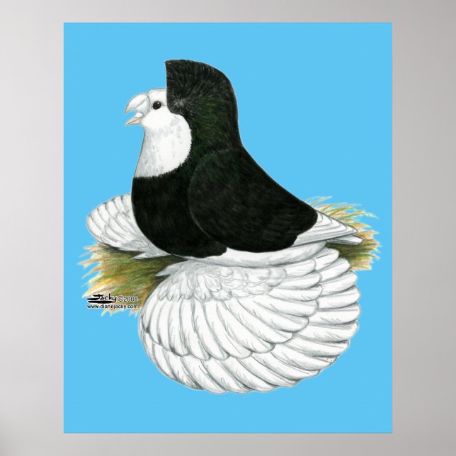 Pôster Pombo Trombeteiro Preto Calvo (Frente)