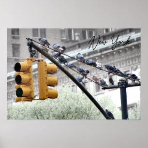 Poster Pombos em Nova Iorque