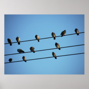 Poster Pombos em uma linha de alta tensão