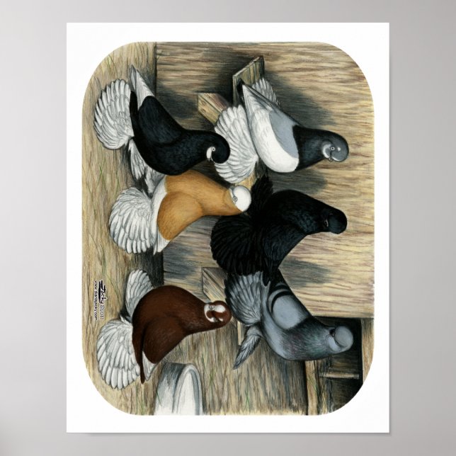 Pôster Pombos-Tumbler Malgados (Frente)