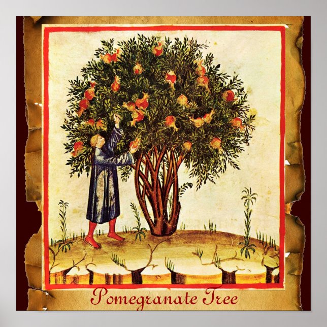 PÔSTER POMEGRANATE TREE ANTIQUE PARCHMENT (Frente)