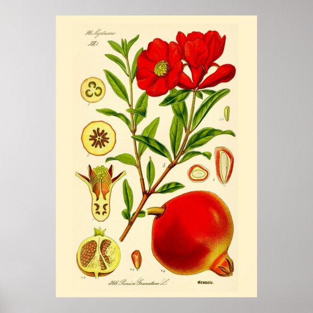 Poster Pomegranato (Frente)