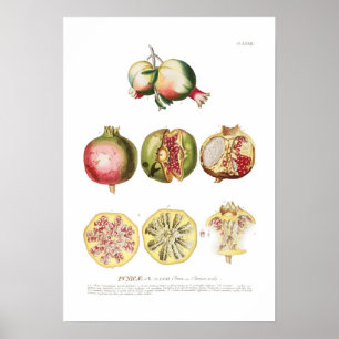 Pôster Pomegranato