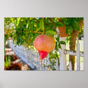 Poster Pomegranato em Sonoma, Califórnia