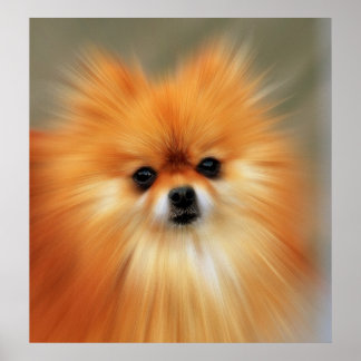 Pôster Pomerânia