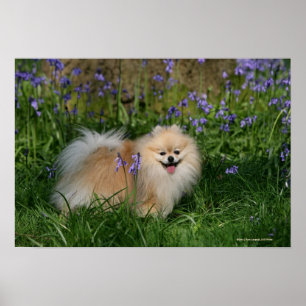 Poster Pomerânia em Pé Olhando para a Câmera