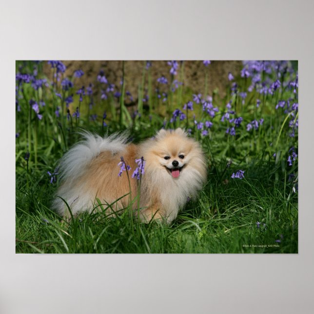 Poster Pomerânia em Pé Olhando para a Câmera (Frente)