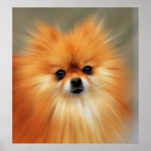 Pôster Pomeranian