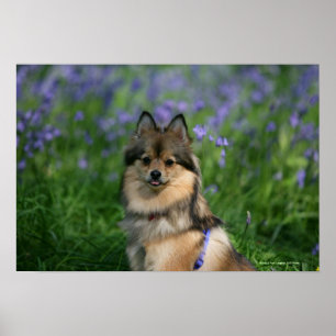 Poster Pomeranian na grama