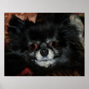 Poster Pomeranian preto