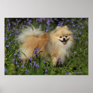 Poster Pomeranian que olha a câmera nos Bluebells