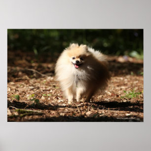 Pôster Pomeranian que trota nas folhas caídas